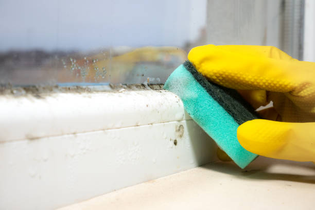 Best Same-Day Mold Removal  in Fairplay, GA