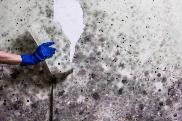 Best Mold Remediation  in Fairplay, GA
